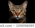 Close-up of a cat's muzzle on a black background - Generative A\I 109098089