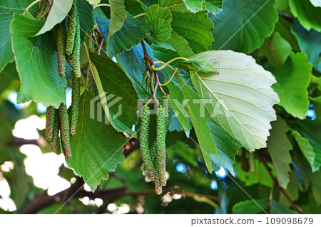 榿木花(雌花序和雄花序)(秋、十一月) 榿木花(雌花序和雄花序)(秋、十一月) 109098679