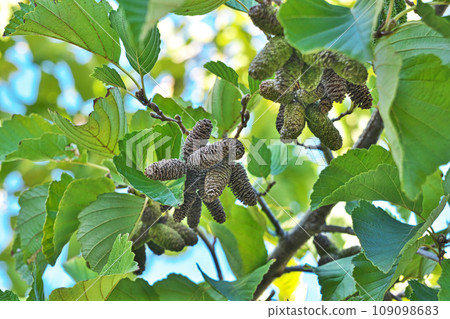 Alder fruit (autumn, November) 109098683