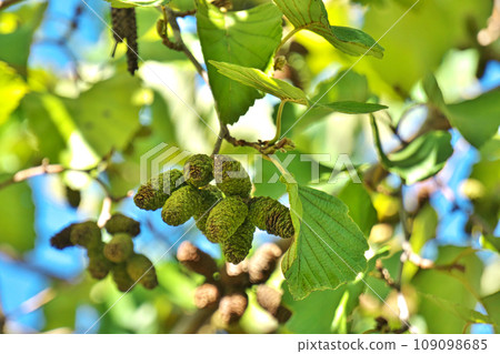 Alder fruit (autumn, November) 109098685