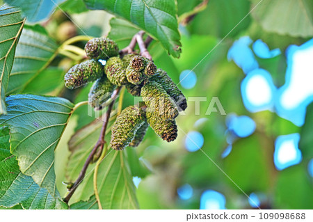 榿木果實（秋季、十一月） 109098688