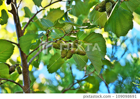 Alder fruit (autumn, November) 109098691