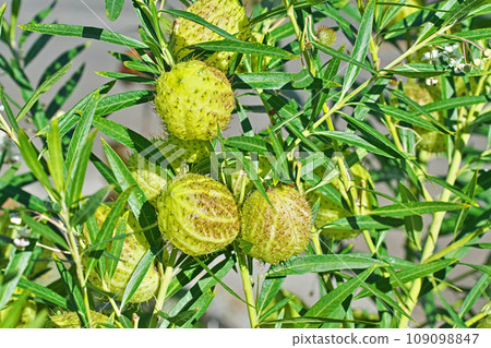 Yellow-green milkweed fruit (autumn, November) 109098847