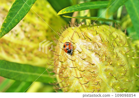 黃綠色馬利筋果和七星瓢蟲（秋季、十一月） 109098854