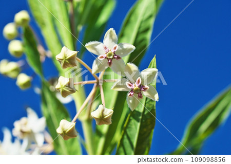 White and lilac milkweed flowers (autumn, November) White and lilac milkweed flowers (autumn, November) 109098856