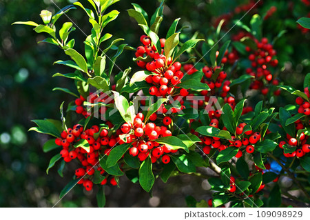 鮮紅色的冬青莓(秋季、十一月) 鮮紅色的冬青莓(秋季、十一月) 109098929