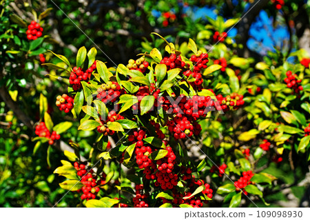 鮮紅色的冬青莓(秋季、十一月) 鮮紅色的冬青莓(秋季、十一月) 109098930