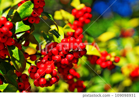 鮮紅色的冬青莓(秋季、十一月) 鮮紅色的冬青莓(秋季、十一月) 109098931