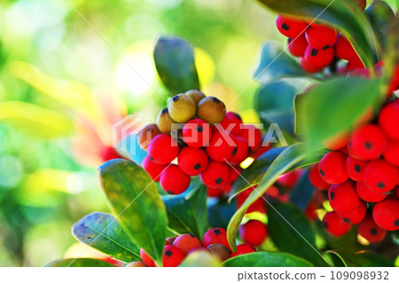 鮮紅色的冬青莓(秋季、十一月) 鮮紅色的冬青莓(秋季、十一月) 109098932