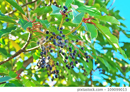 Yuzuriha tree with lots of round fruits (autumn, November) Yuzuriha tree with lots of round fruits (autumn, November) 109099013