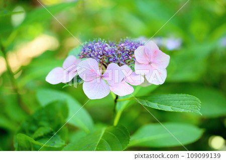 hydrangea flower hydrangea flower 109099139