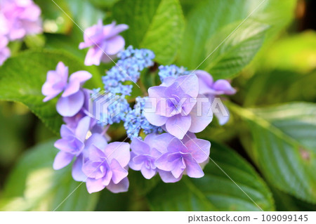 Hydrangea flower corsage 109099145