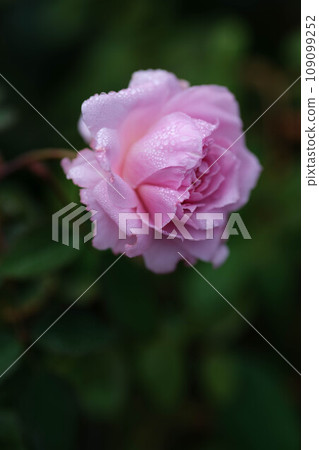 粉紅色的玫瑰花瓣被晨露淋濕。新鮮的。 109099252