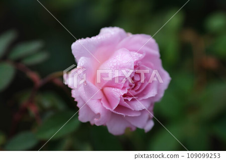 粉紅色的玫瑰花瓣被晨露淋濕。新鮮的。 109099253