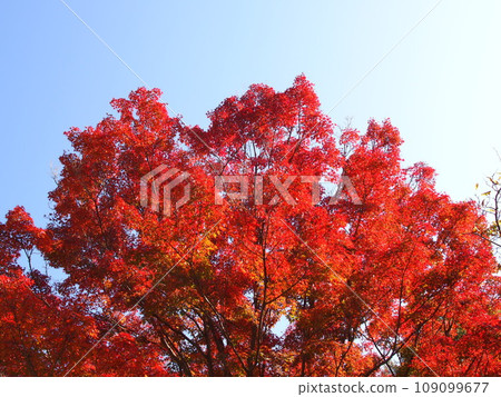 日本楓樹紅葉風景 109099677