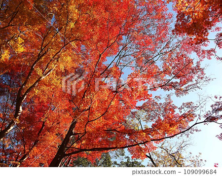 Scenery of Japanese maple with red leaves 109099684