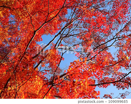 Scenery of Japanese maple with red leaves 109099685