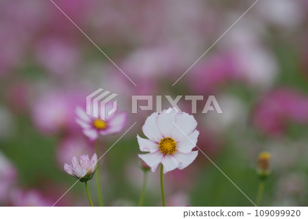 白花盛開在波斯菊領域 白花盛開在波斯菊領域 109099920