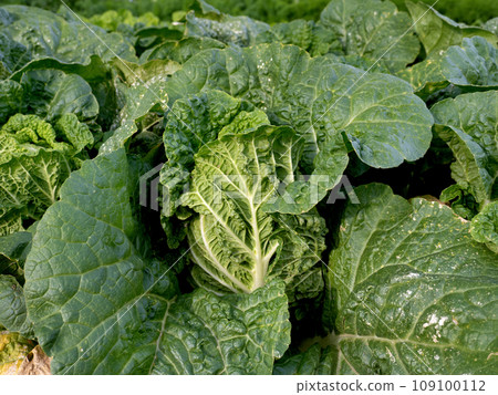 Cultivation of Chinese cabbage 109100112