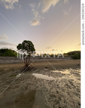 Ishigaki Island trees at sunrise 109100329