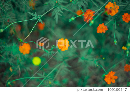 Colorful cosmos 109100347