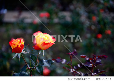 Jindai Botanical Park Yellow and red rose flowers Jindai Botanical Park Yellow and red rose flowers 109100383