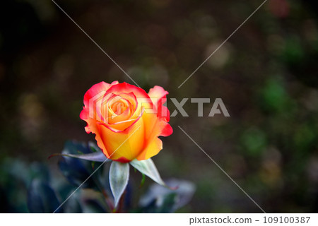 深代植物園 黃色和紅色的玫瑰花 深代植物園 黃色和紅色的玫瑰花 109100387
