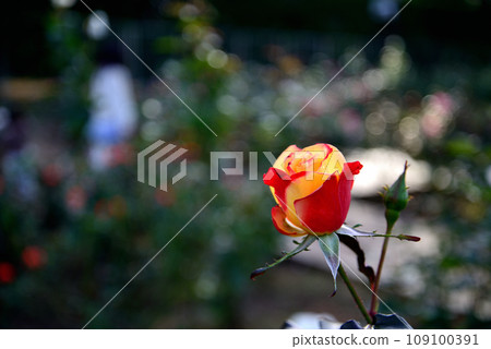 Jindai Botanical Park Yellow and red rose flowers Jindai Botanical Park Yellow and red rose flowers 109100391
