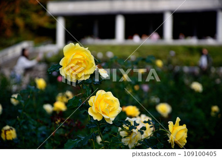 Jindai Botanical Park Yellow and red rose flowers 109100405