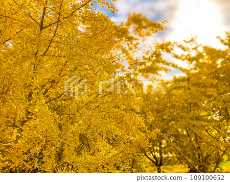 Ginkgo in Taibaru Taibaru, Hirokawa Town Ginkgo in Taibaru Taibaru, Hirokawa Town 109100652