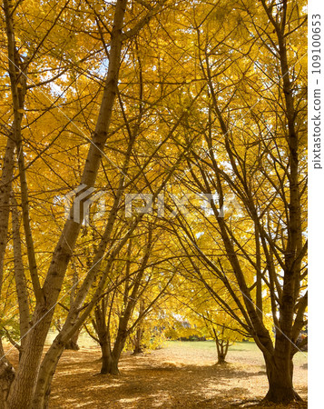 Ginkgo in Taibaru Taibaru, Hirokawa Town 109100653