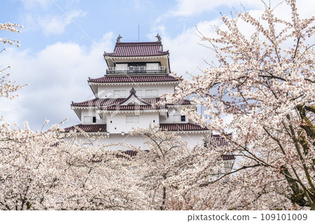 Cherry blossoms in full bloom and Tsuruga Castle (Wakamatsu Castle), Aizuwakamatsu City, Fukushima Prefecture 109101009