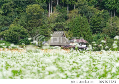 A scene of an old thatched-roof village seen through white buckwheat flowers in full bloom A scene of an old thatched-roof village seen through white buckwheat flowers in full bloom 109101123