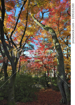 Nishiyama Park in Kinshu Autumn Nishiyama Park in Kinshu Autumn 109101280