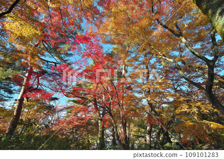 金州秋天的西山公園 109101283