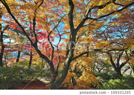 金州秋天的西山公園 109101285