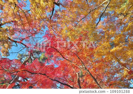 金州秋天的西山公園 109101288