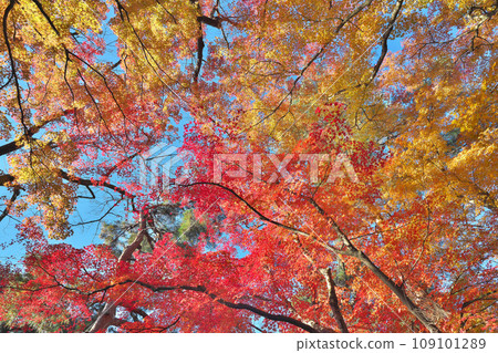 Nishiyama Park in Kinshu Autumn 109101289