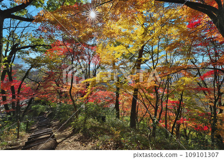 金州秋天的西山公園 金州秋天的西山公園 109101307