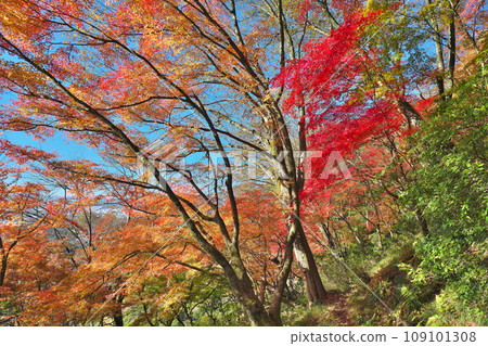 金州秋天的西山公園 金州秋天的西山公園 109101308