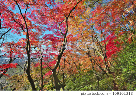 金州秋天的西山公園 109101318