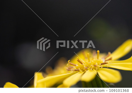 wa花 wa花 109101368