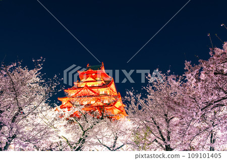 Illuminated cherry blossoms in Osaka Castle Illuminated cherry blossoms in Osaka Castle 109101405