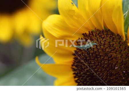 Grasshopper and sunflower flowers 109101565