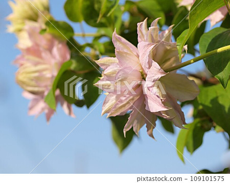 Scenery of double clematis flowers blooming Scenery of double clematis flowers blooming 109101575