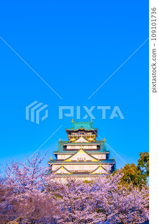 Osaka Castle and cherry blossoms shining in the setting sun 109101736