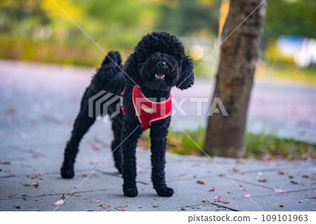 Dog 109101963