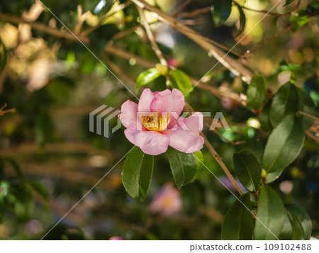 粉紅色的山花 109102488