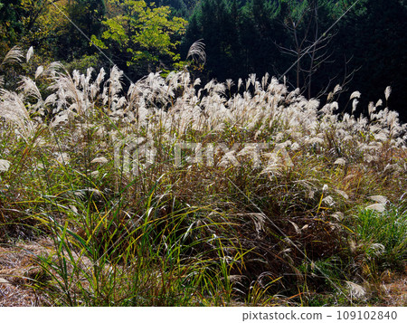 A cluster of pampas grass with shining ears 109102840