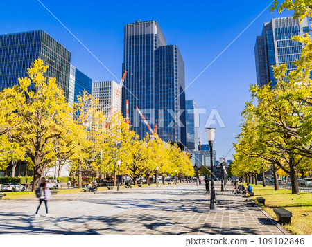 東京車站前行幸街的銀杏樹秋景 109102846